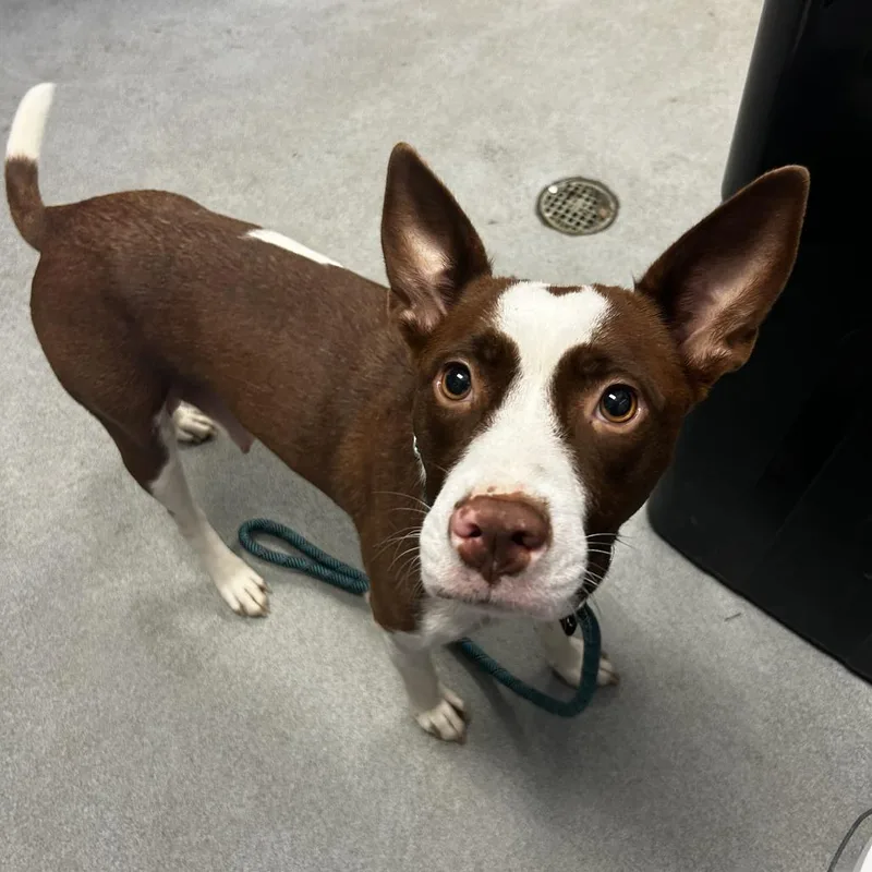 An adult small-sized female White / Cream Mixed Breed dog named Lady Vidalia for adoption in Spruce Pine, NC