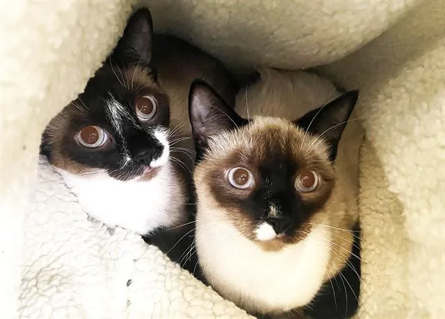 A young medium-sized female Siamese cat named Minnie for adoption in Fort Lauderdale, FL