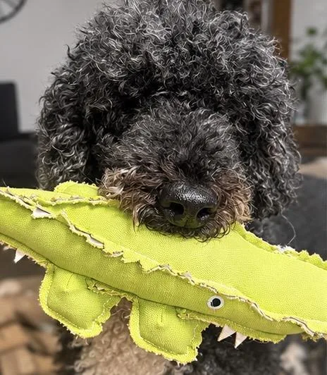 A senior medium-sized male Poodle dog named Finley for adoption in Foley, AL