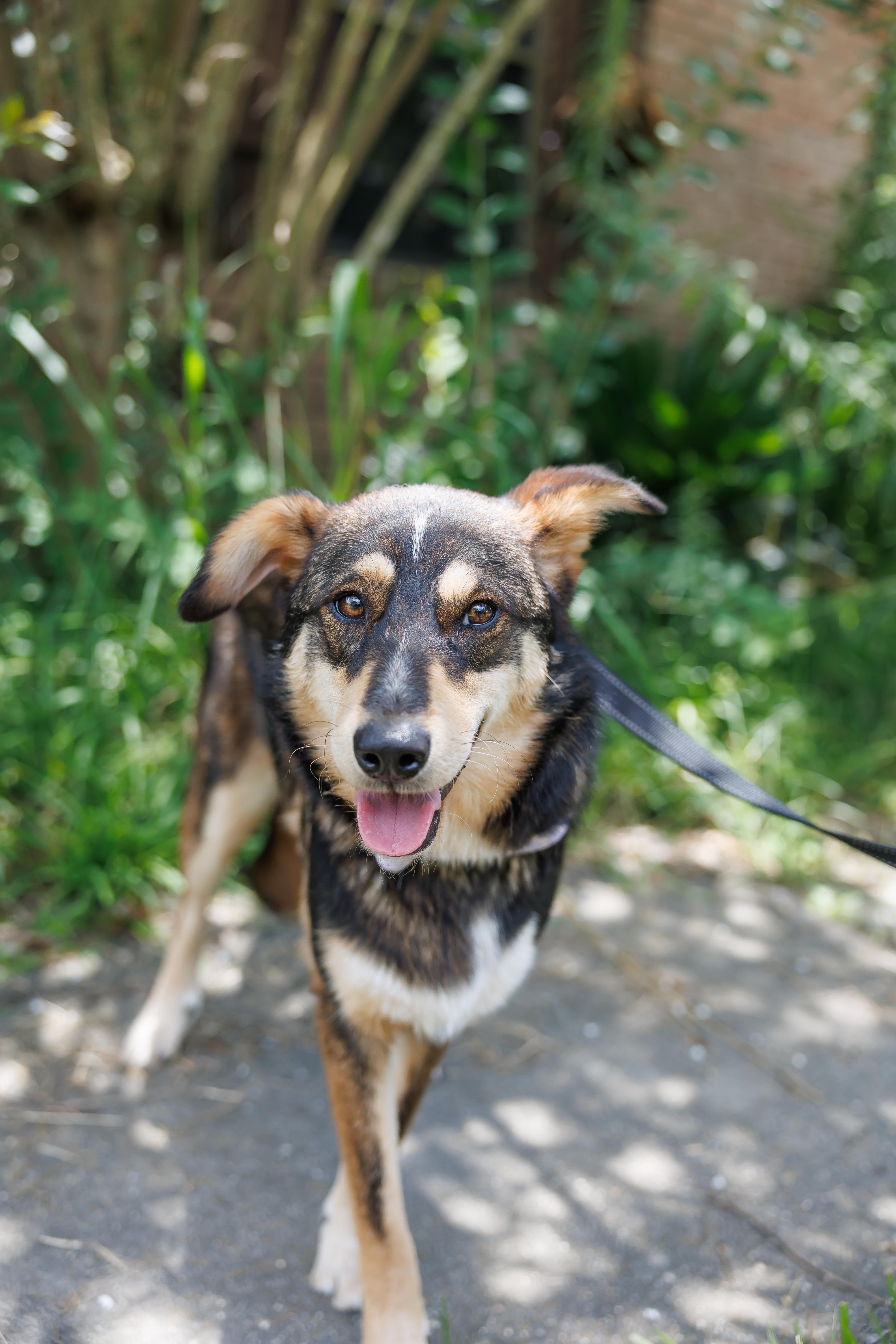 A young medium-sized female Australian Cattle Dog / Blue Heeler dog named Kylie for adoption in Picayune, MS