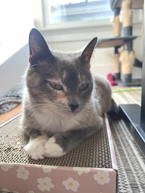 An adult small-sized female Domestic Short Hair cat named Korra for adoption in Palo Alto, CA