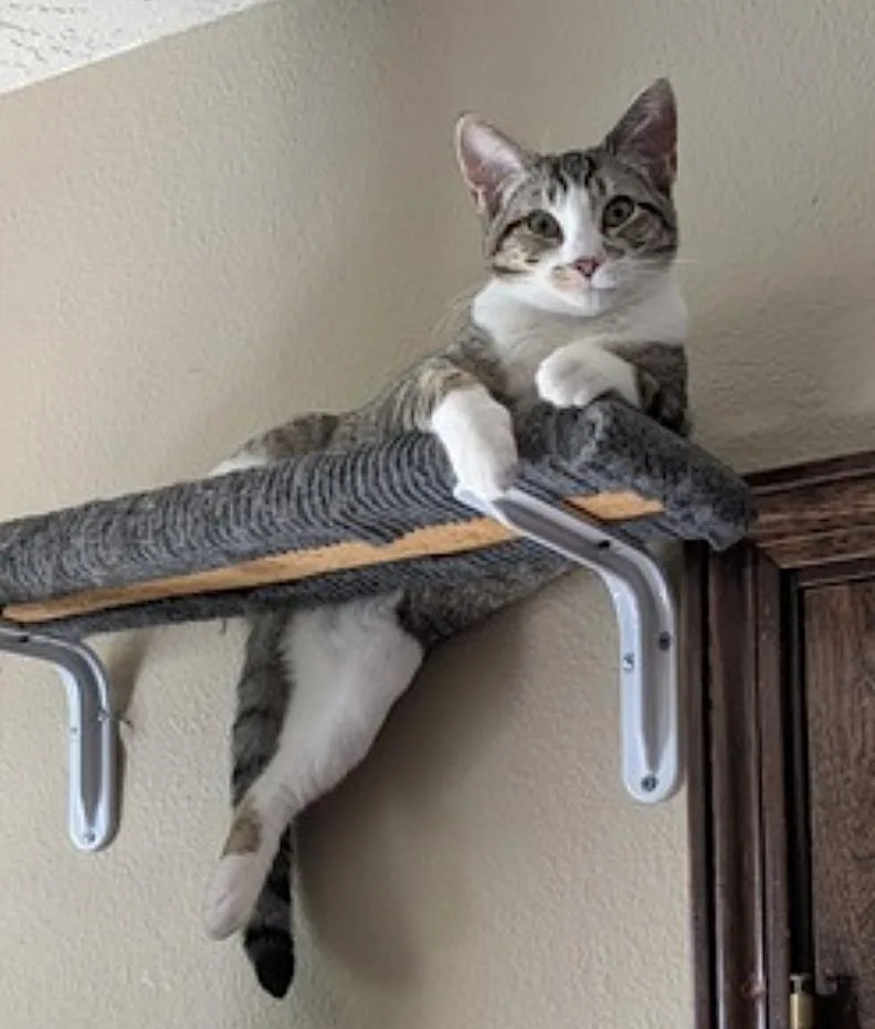 A baby medium-sized male Tabby (Buff / Tan / Fawn) Domestic Short Hair cat named Cricket and Daphne for adoption in Amherst, MA