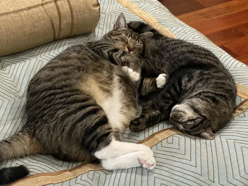 Loveable Cookie & Midnight thumbnail 2