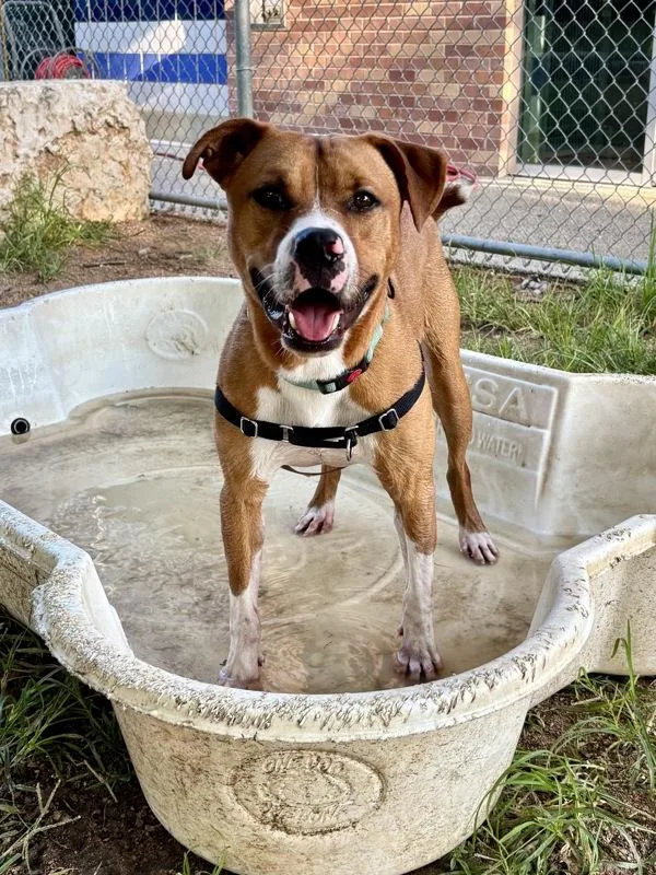 An adult large-sized male Pit Bull Terrier dog named Barry for adoption in Austin, TX