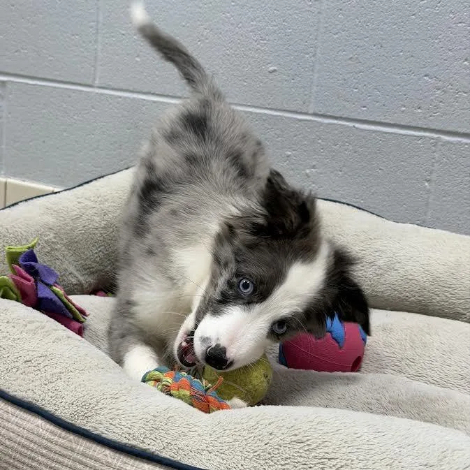 A baby small-sized male Australian Shepherd dog named Brewsky for adoption in Camden, DE
