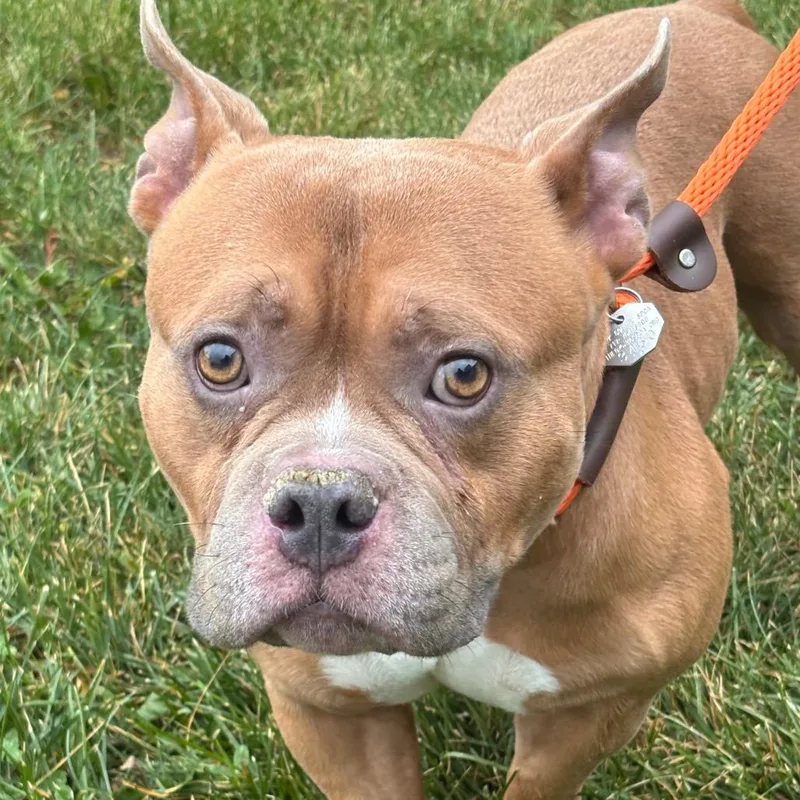 An adult large-sized male Brown / Chocolate Mixed Breed dog named YORKStray for adoption in York, PA
