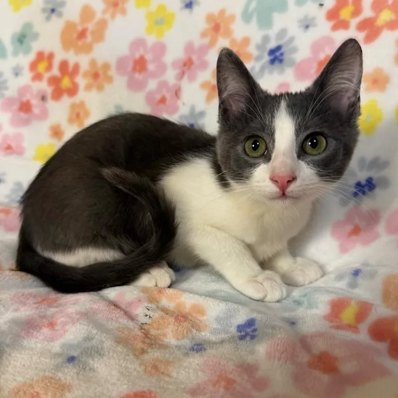 A baby small-sized female Gray / Blue / Silver Domestic Short Hair cat named Mahi for adoption in Flower Mound, TX