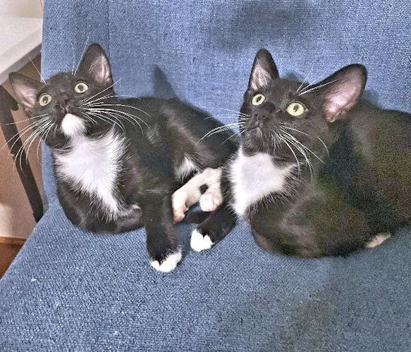 A baby medium-sized male Tuxedo cat named Crow for adoption in Rutherfordton, NC