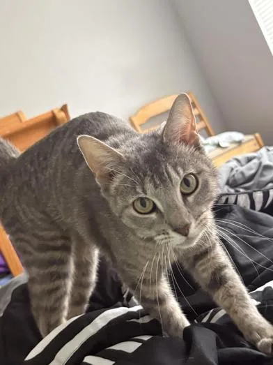 A young medium-sized female Tabby (Gray / Blue / Silver) Domestic Medium Hair cat named Pearl for adoption in Liverpool, TX