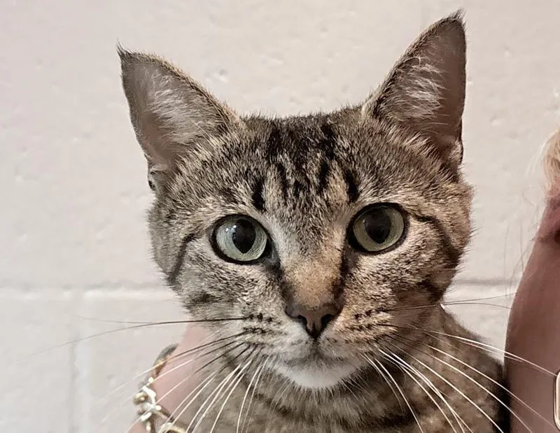 An adult medium-sized female Tabby (Brown / Chocolate) Domestic Short Hair cat named Cleocattra for adoption in Columbus, IN