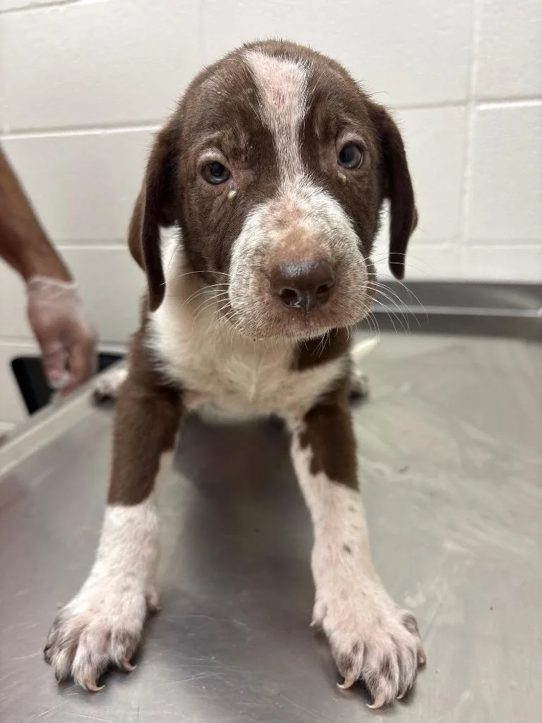 A baby medium-sized male Australian Shepherd dog named Athletes  Kobe for adoption in Greeneville, TN