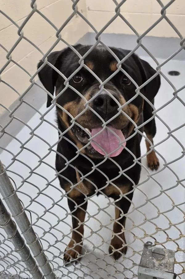 An adult large-sized female Rottweiler dog named Pen Brix for adoption in Lawrenceville, GA