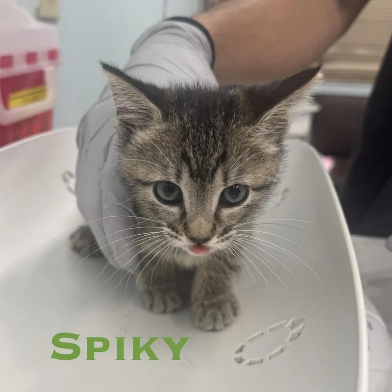 A baby small-sized male Gray / Blue / Silver Domestic Short Hair cat named Spiky for adoption in Randolph, MA