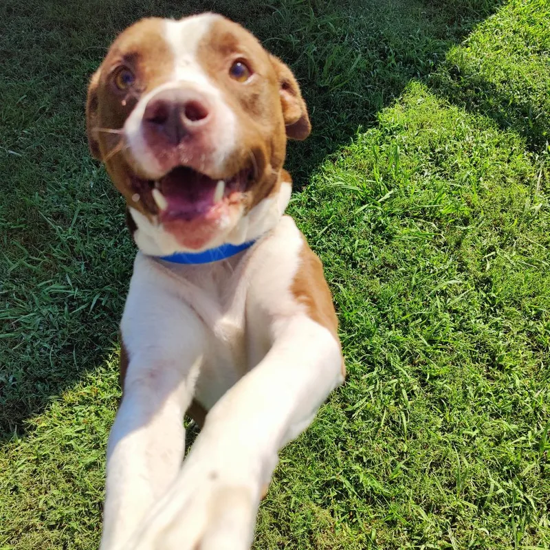 An adult medium-sized male Brown / Chocolate Mixed Breed dog named Coco Krispie for adoption in Chattanooga, TN