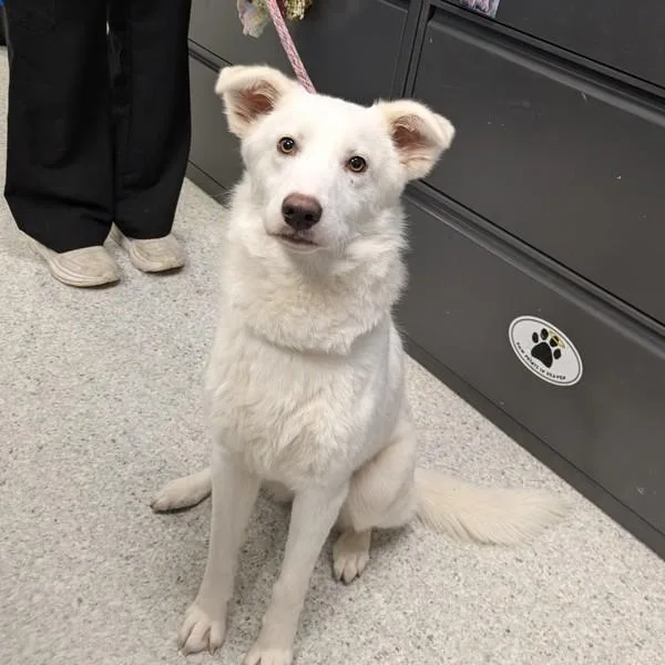 A young large-sized female Husky dog named Dove for adoption in Des Moines, IA