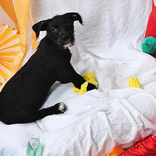 A baby small-sized female Black Mixed Breed dog named Skeeball for adoption in Rockville, MD