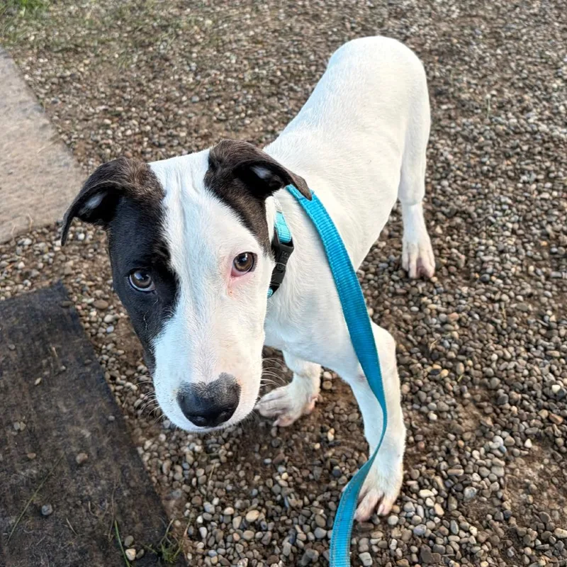 A baby small-sized male Pit Bull Terrier dog named Stitch for adoption in Columbia Station, OH