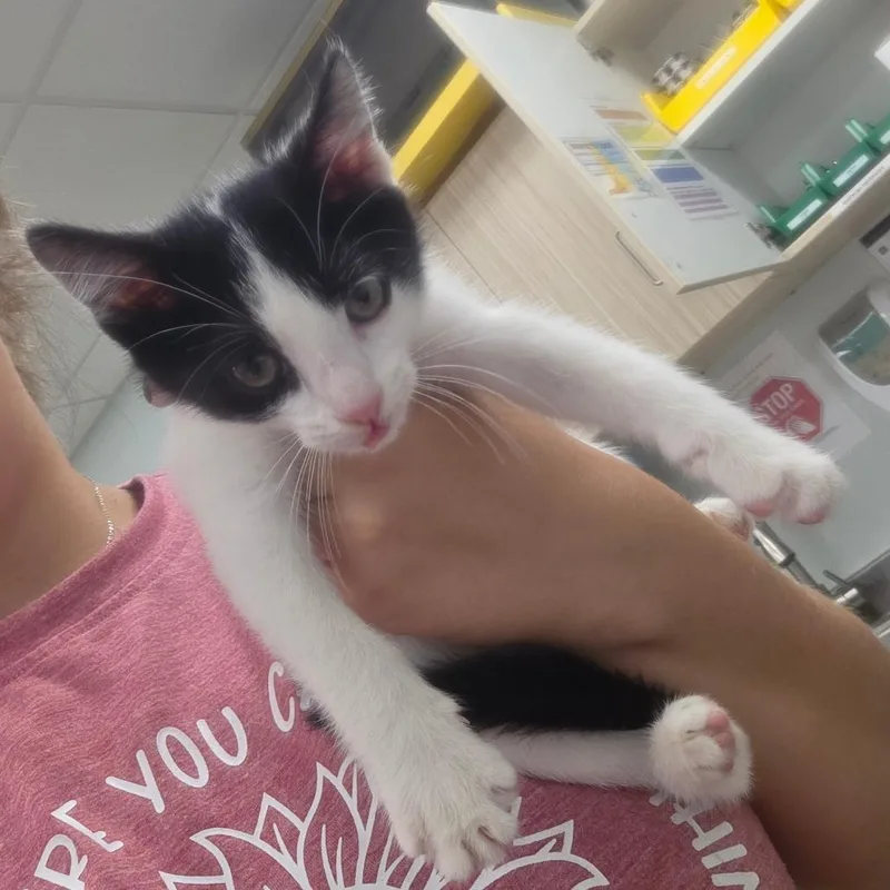 A baby small-sized female Black Domestic Short Hair cat named Funny Finch for adoption in Chattanooga, TN