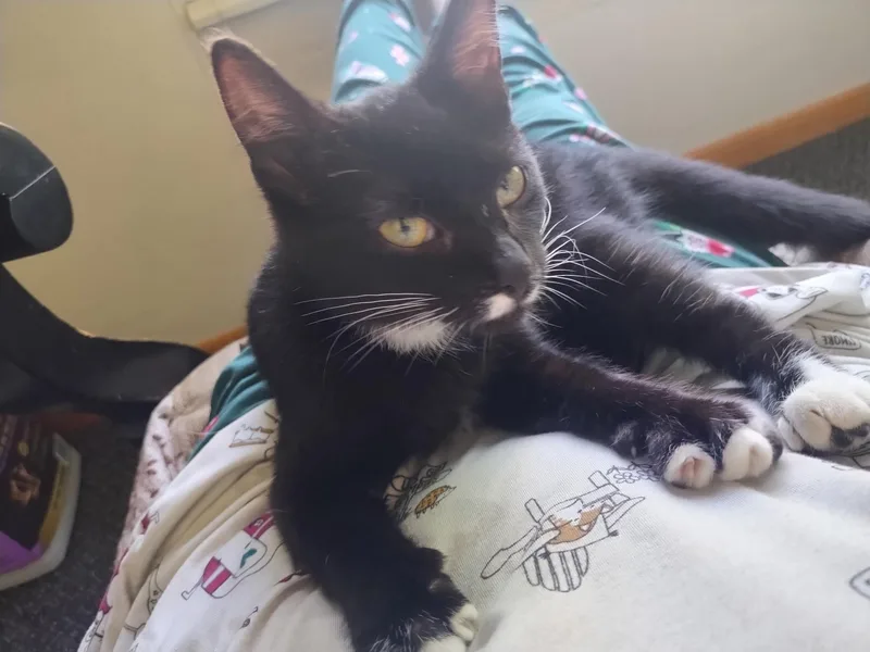 A baby small-sized female Domestic Short Hair cat named Delta Dawn for adoption in Crookston, MN