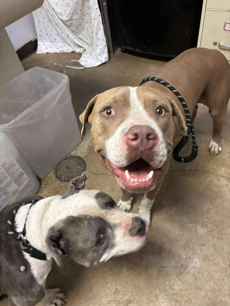 Tinkerbell thumbnail 5