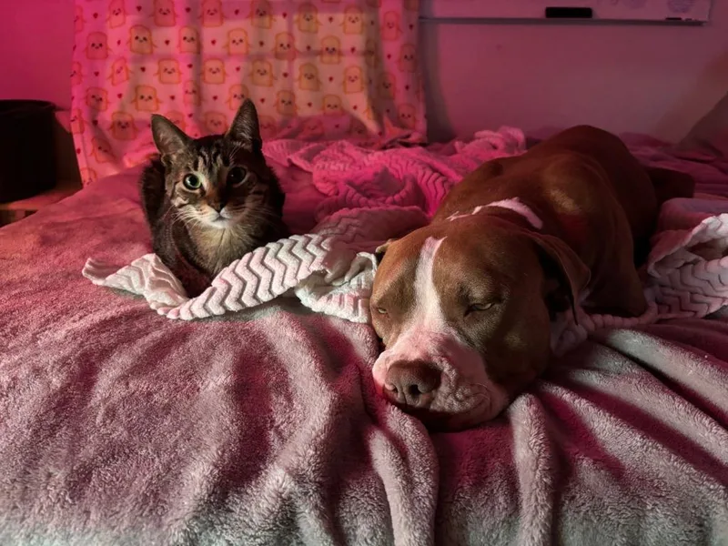 Tinkerbell thumbnail 6