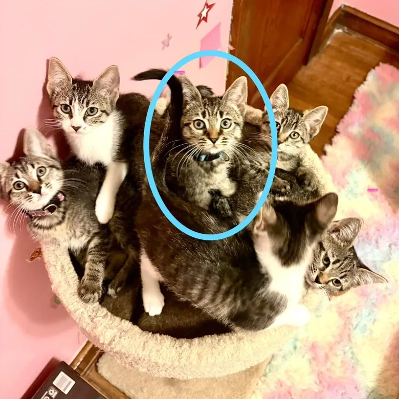 A baby small-sized male Gray / Blue / Silver Domestic Short Hair cat named Johnny Rose for adoption in Oakton, VA
