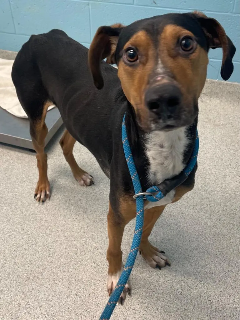 Snickerdoodle thumbnail 2