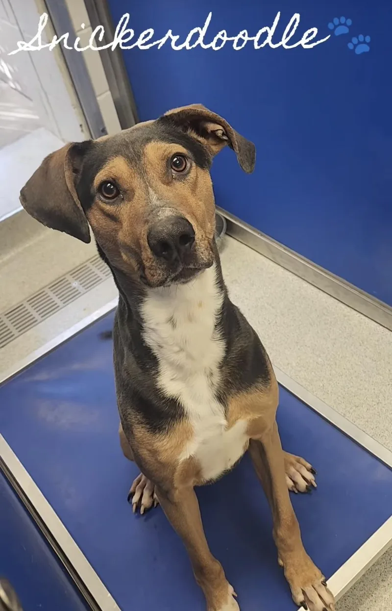 Snickerdoodle thumbnail 3