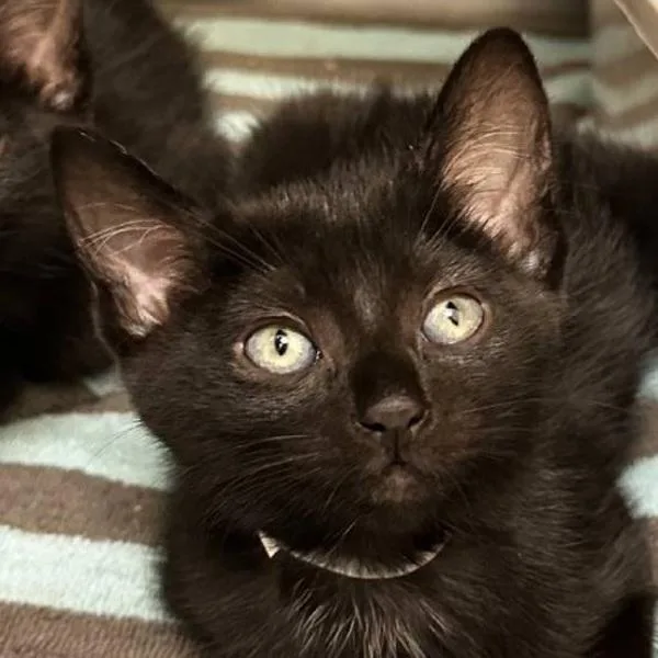 A baby small-sized female Domestic Short Hair cat named Twinbee for adoption in Walnut Creek, CA