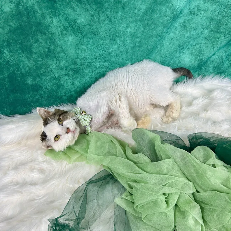 An adult medium-sized male White Domestic Short Hair cat named Buster for adoption in Houston, TX