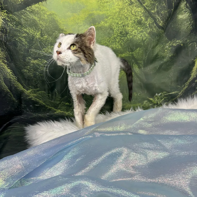 Buster thumbnail 3