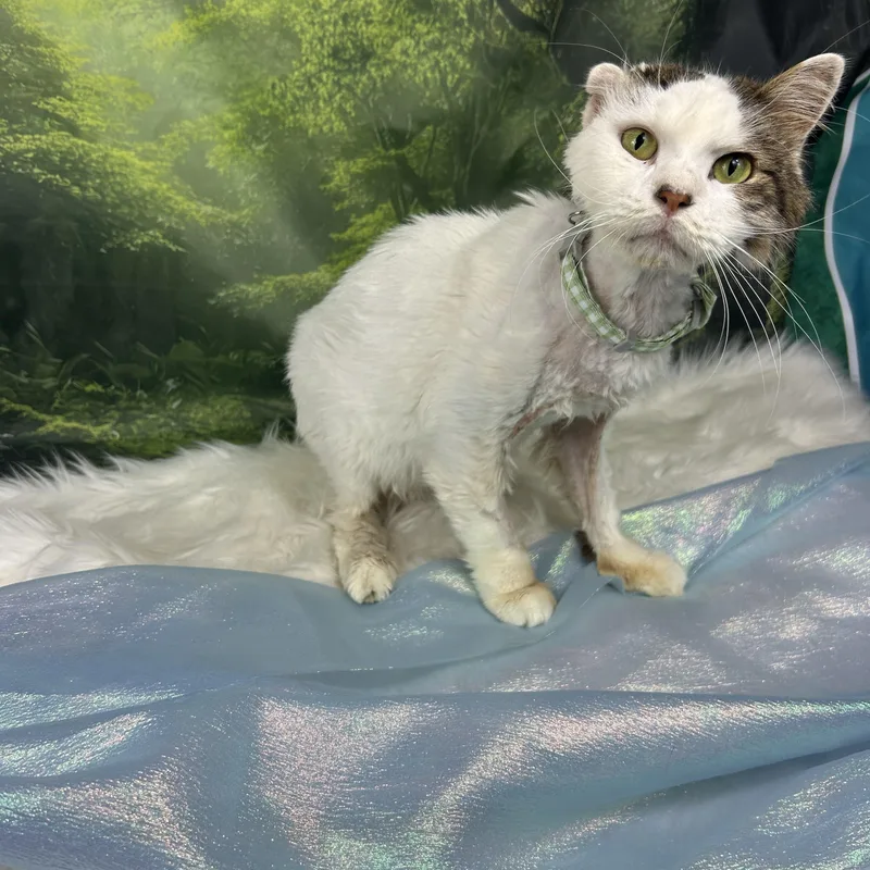 Buster thumbnail 5
