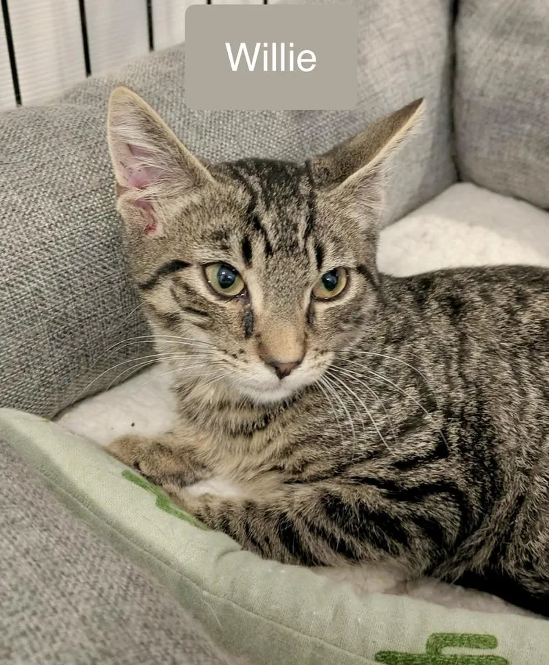 A baby small-sized male Black & White / Tuxedo Domestic Short Hair cat named Willie for adoption in Chalfont, PA