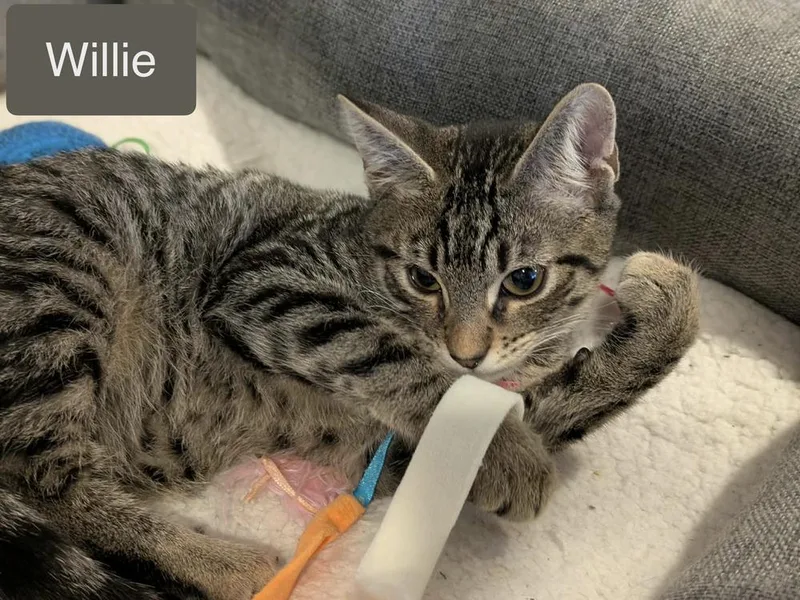 Willie thumbnail 5