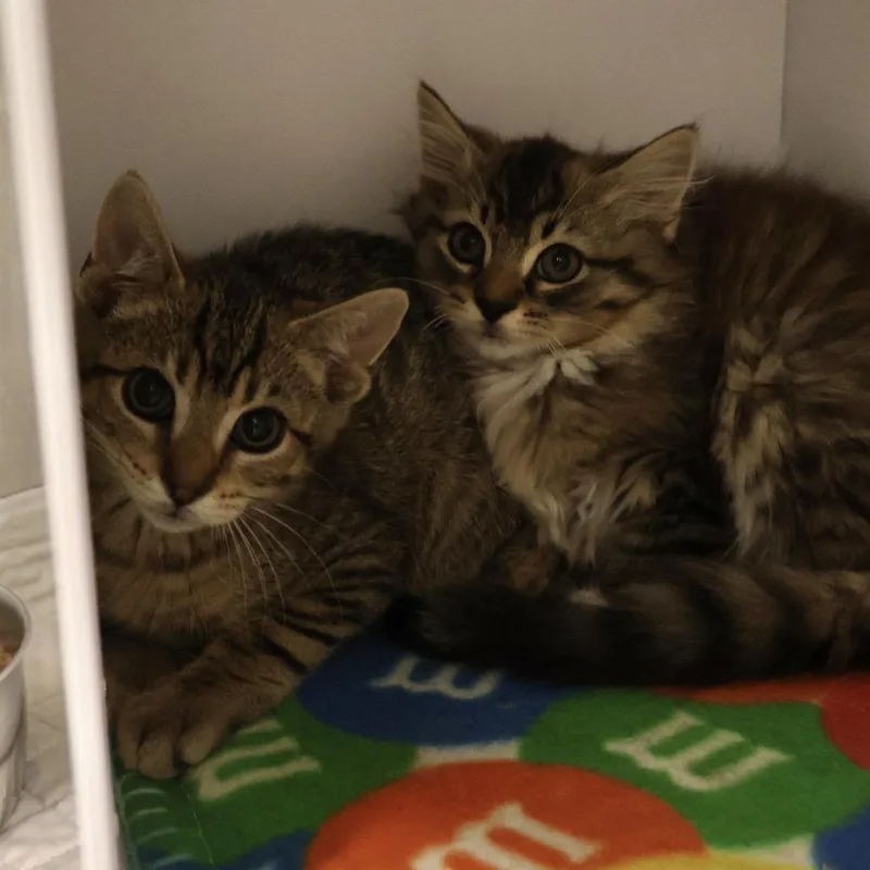A baby small-sized male Brown / Chocolate Domestic Medium Hair cat named Mario for adoption in Briarcliff Manor, NY