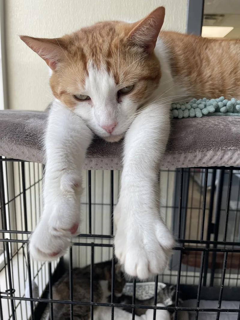 Sebastian thumbnail 2