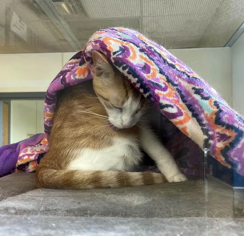 Sebastian thumbnail 3