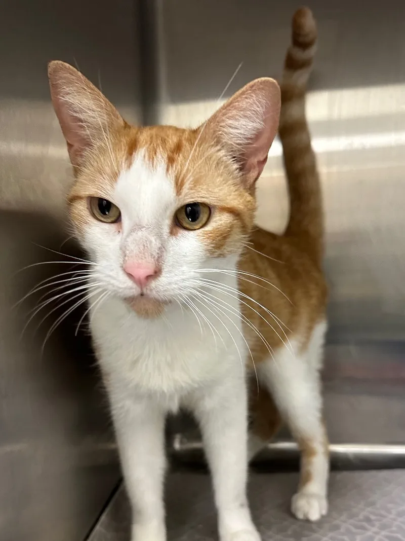 Sebastian thumbnail 4