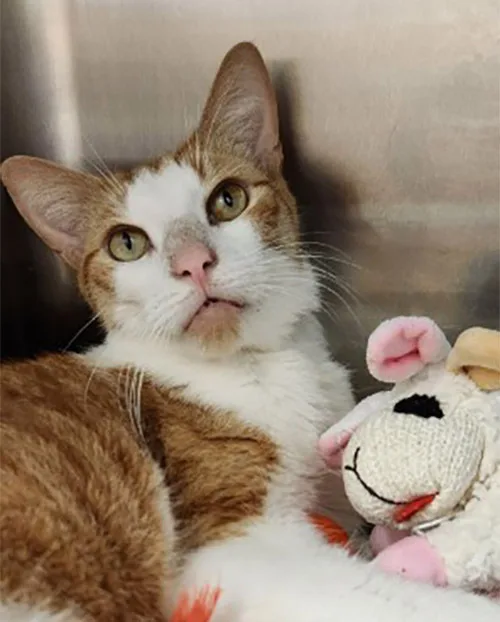 Sebastian thumbnail 5