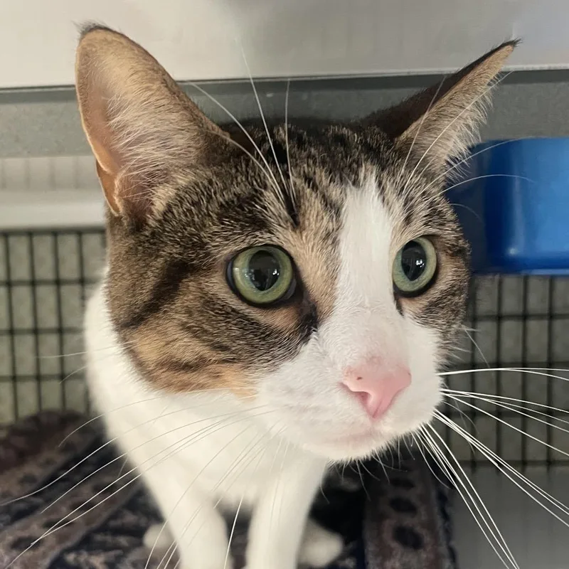 An adult medium-sized male Brown / Chocolate Domestic Short Hair cat named Tuna Melt for adoption in Chicago, IL