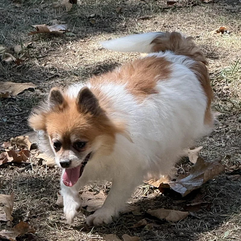 An adult small-sized female Pomeranian dog named Sunny Dee for adoption in Chicopee, MA