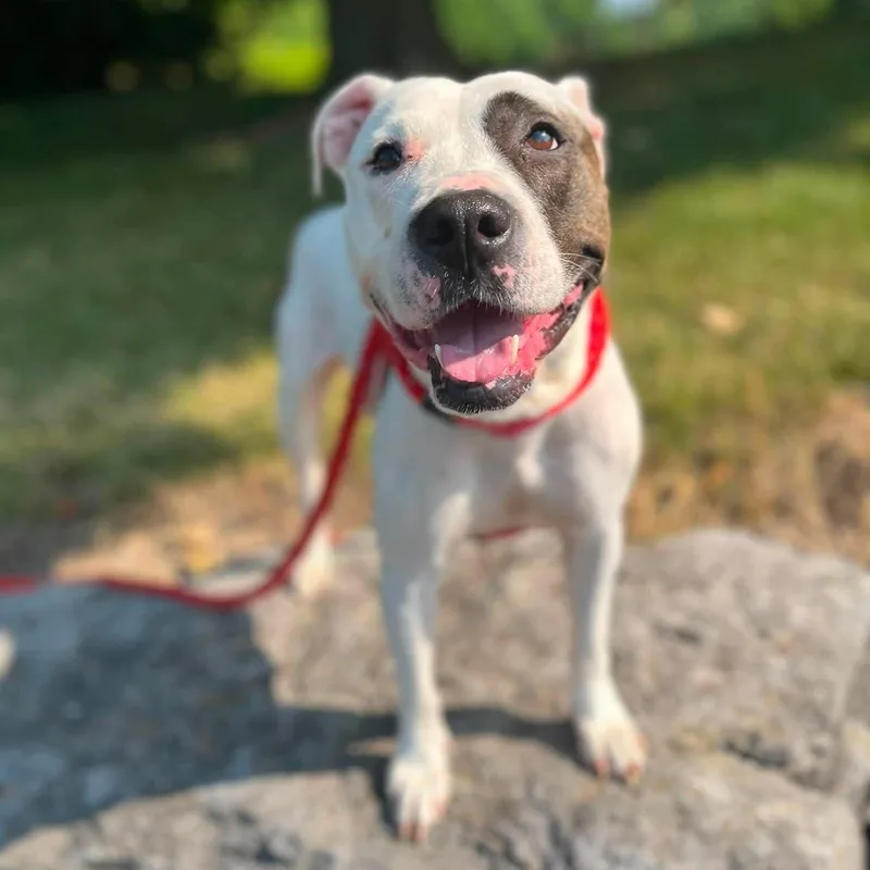 A young medium-sized female Terrier dog named Rosita for adoption in North Syracuse, NY