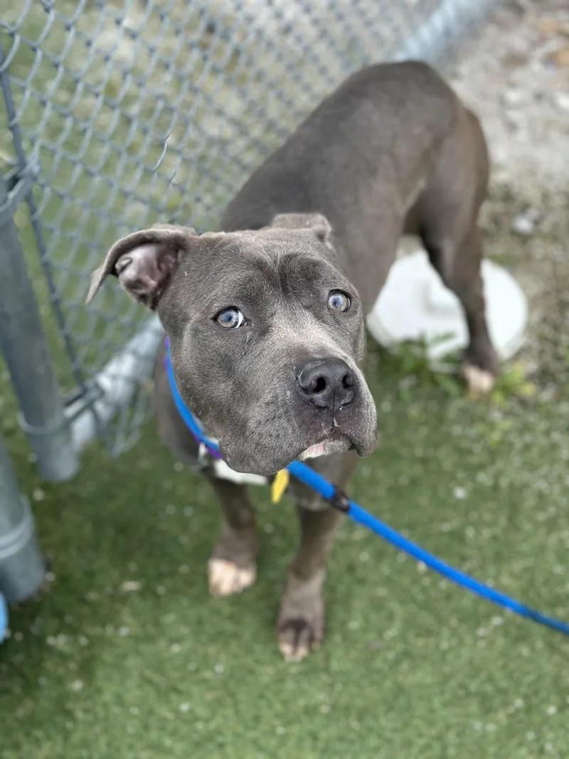 A young medium-sized female Gray / Blue / Silver Pit Bull Terrier dog named Trixie for adoption in Cleveland, OH