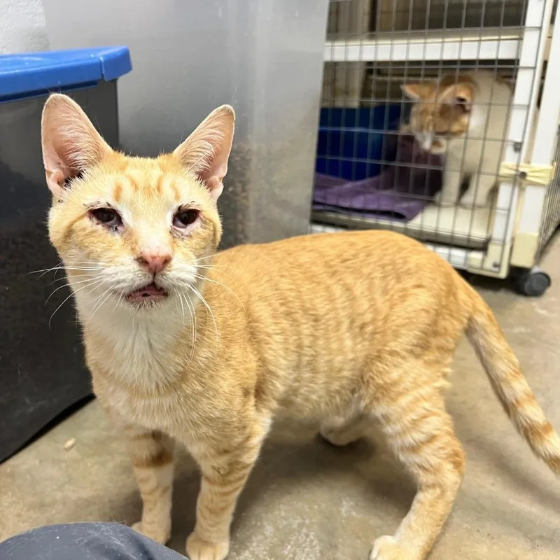 Sunnyside Up thumbnail 2