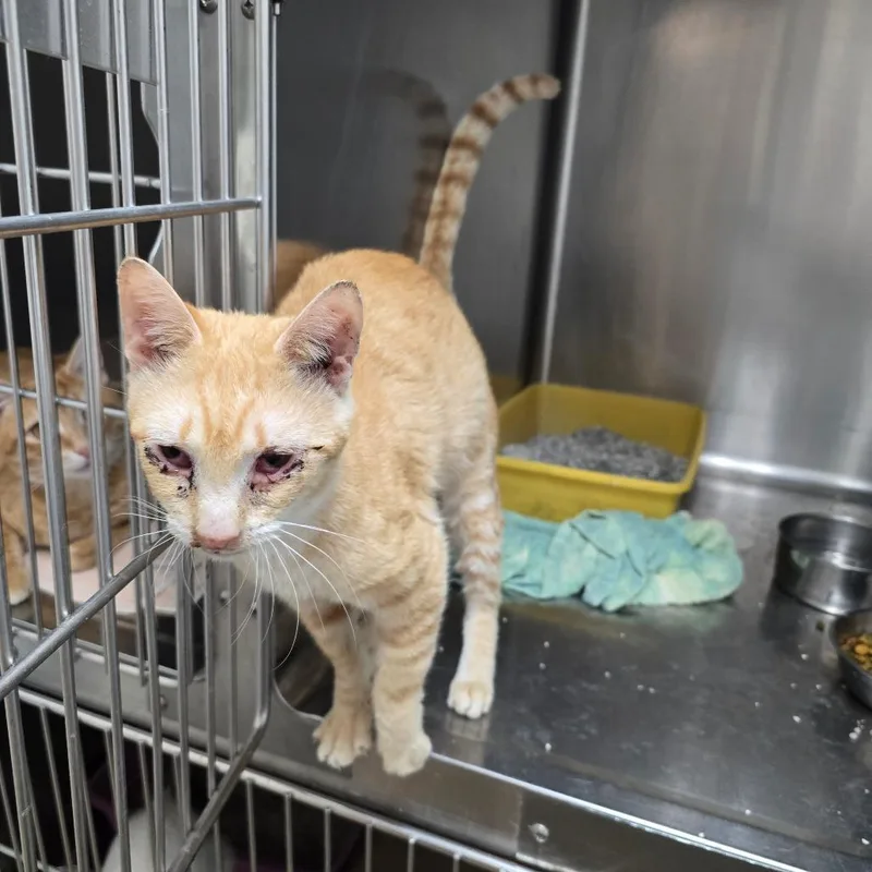 Sunnyside Up thumbnail 3