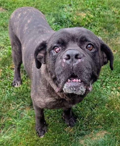 An adult large-sized female Mastiff dog named Galadriel for adoption in Akron, OH
