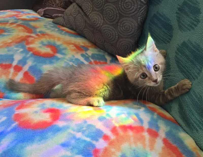 A baby medium-sized female Dilute Tortoiseshell Domestic Short Hair cat named Maomao for adoption in Kenhorst, PA