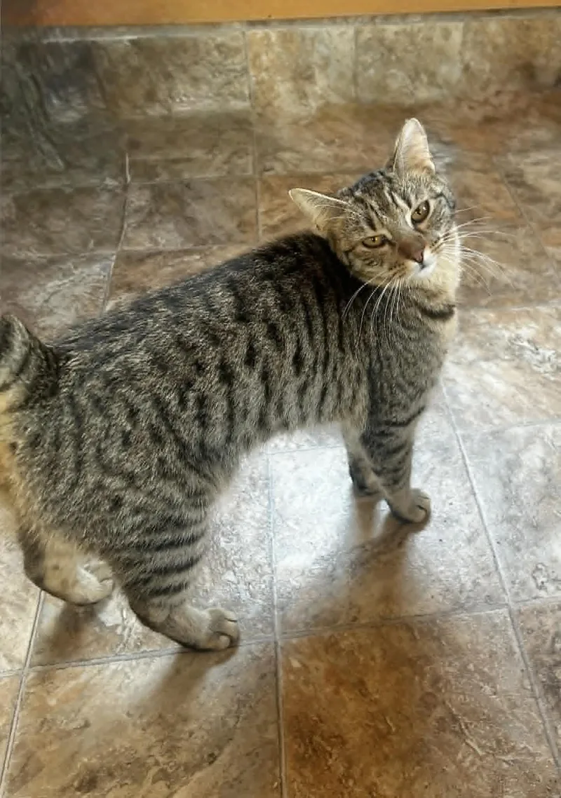 A baby small-sized female Tabby cat named Daisy for adoption in Capshaw, AL