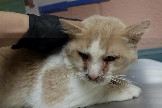 A young medium-sized male Domestic Short Hair cat named Colter for adoption in Columbia, SC
