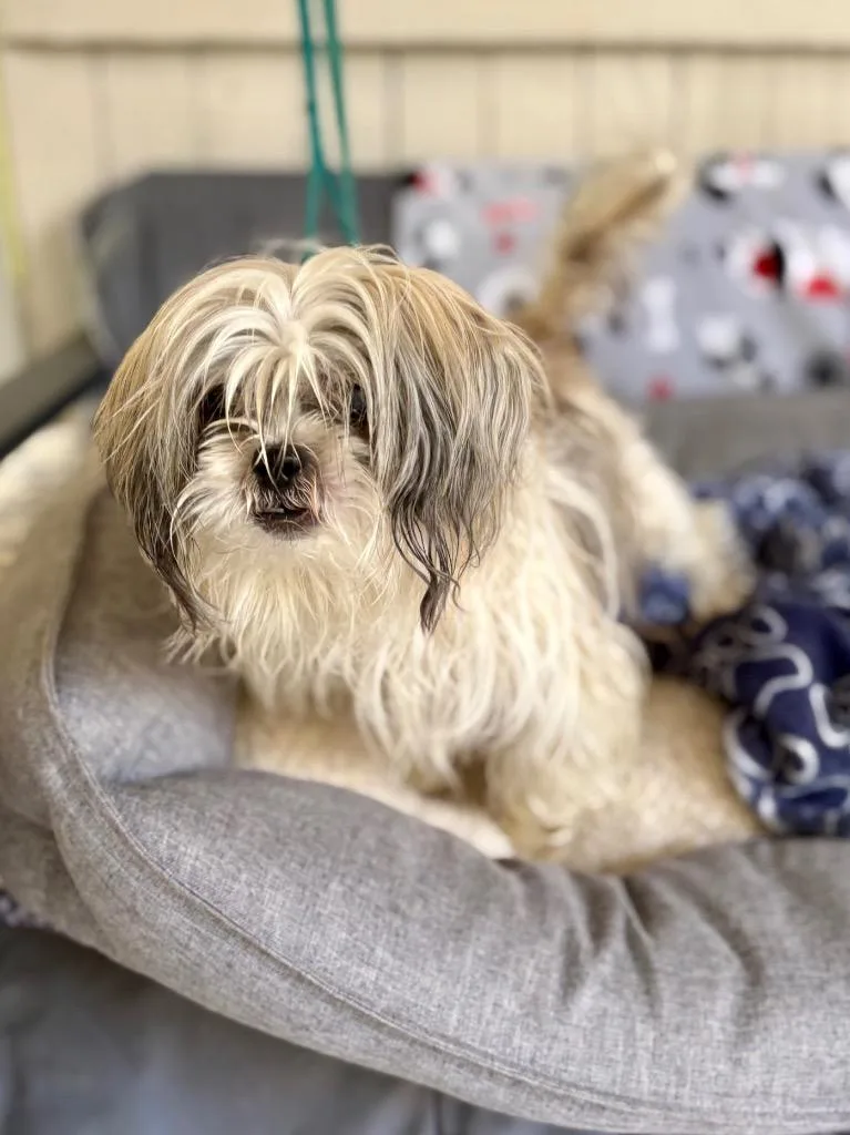 A senior small-sized female Shih Tzu dog named Lenora for adoption in Fort Worth, TX